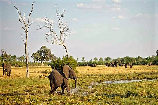 elephant in Linyanti.JPG