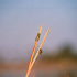 1024px-Reed_frog-Botswana_1.JPG