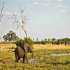 elephant in Linyanti.JPG