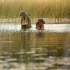 BotswanaOkavangoHippos_1.JPG